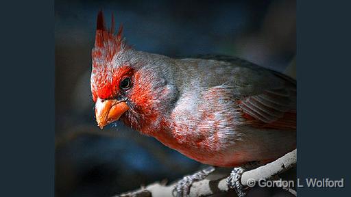 Cardinalis Hybrid_75855.jpg - Pyrrhuloxia (Cardinalis sinuatus) mixed with a Northern Cardinal (Cardinalis cardinalis)Photographed in the Sonoran Desert west of Tucson, Arizona, USA.